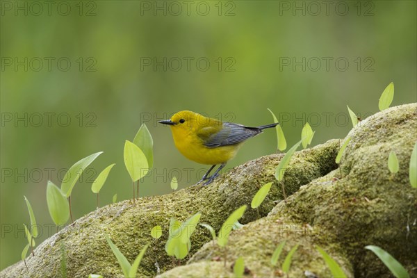 Prothonotary Warbler