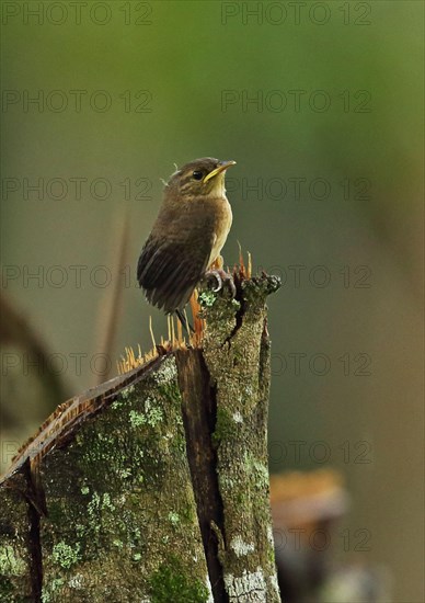 Southern House Wren