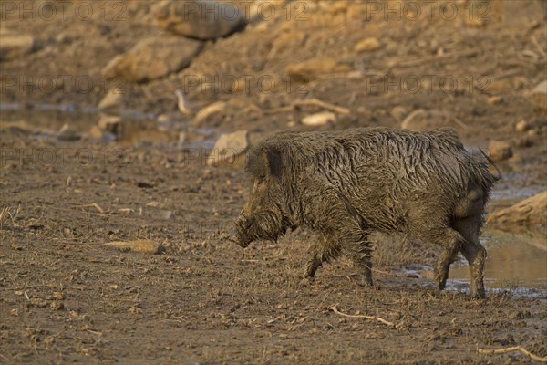 Indian Wild Boar