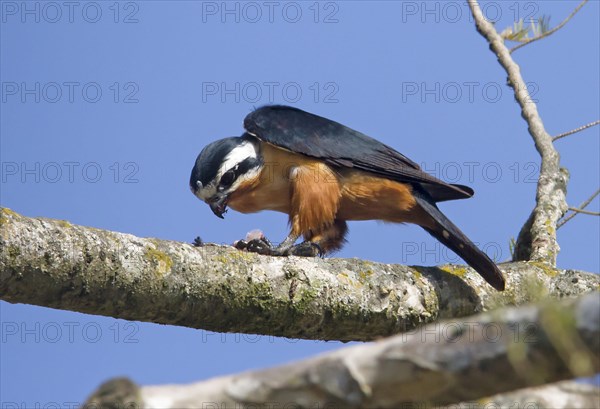 Collared falconet