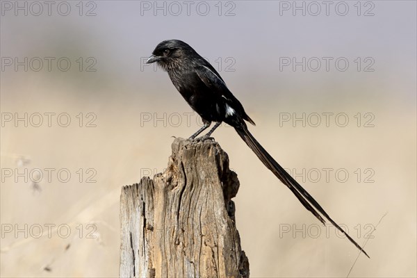 Magpie Shrike