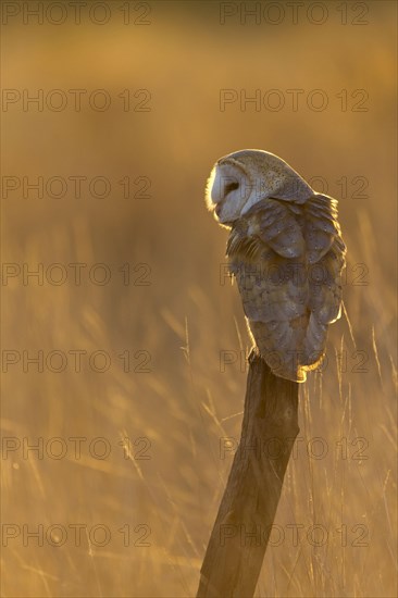 Common barn owl