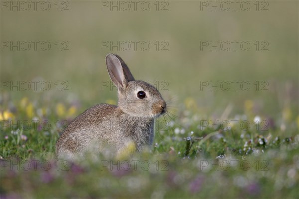 European Rabbit