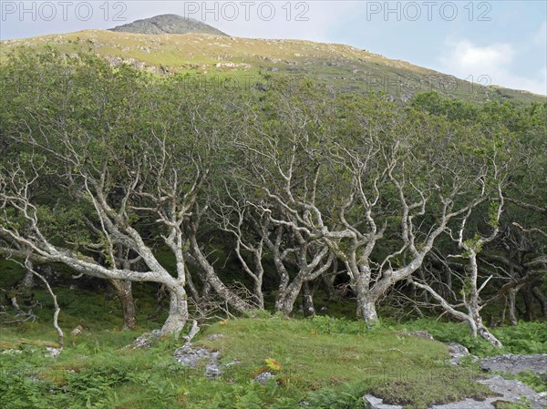 Sessile Oak