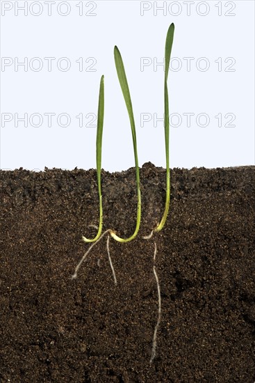 Wheat seeds germinating in a glass-sided container and showing root and air development