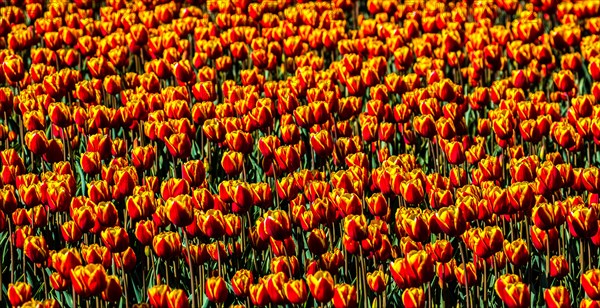 Flowering tulip fields