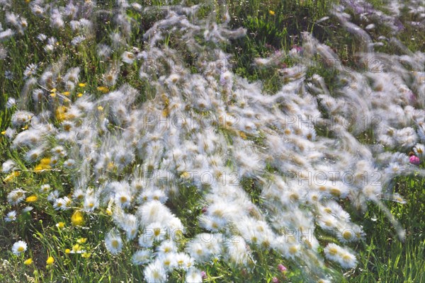 Blur experiment on a flowering meadow in summer