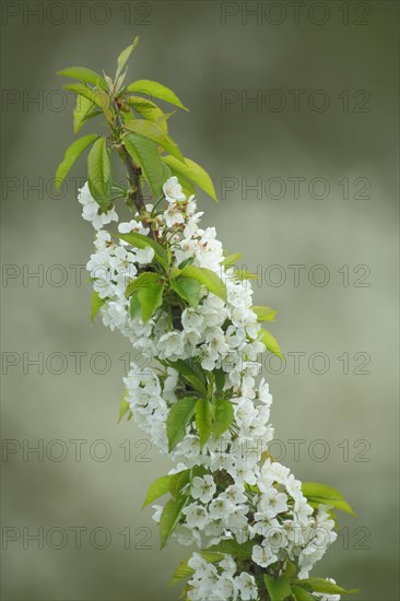 Branch of sour cherry