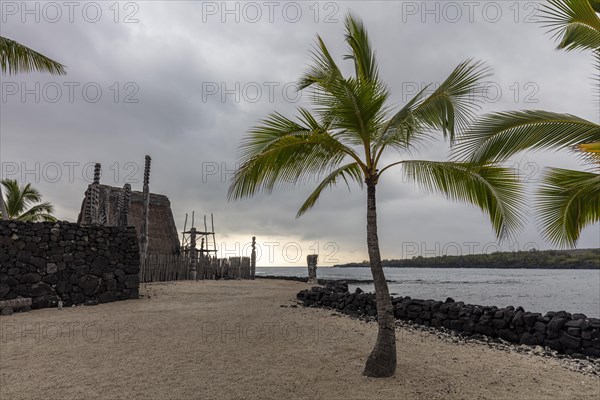 Palm tree and hut