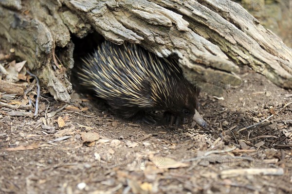 Short-beaked Echidna