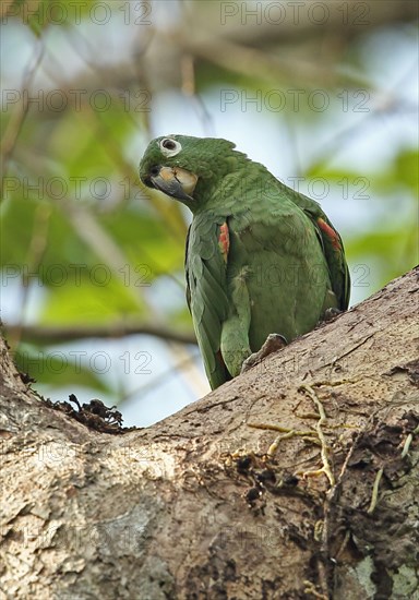 Southern mealy amazon