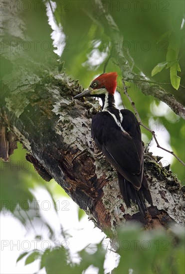 Red-crested Woodpecker