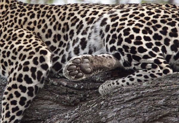 Pardusnian leopard leopards