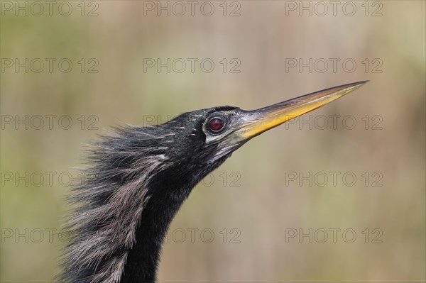 Anhinga