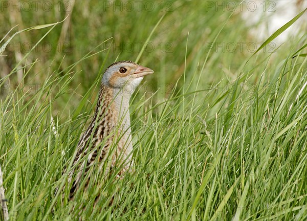 Meadow Rail