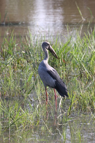 Silver Clawbill