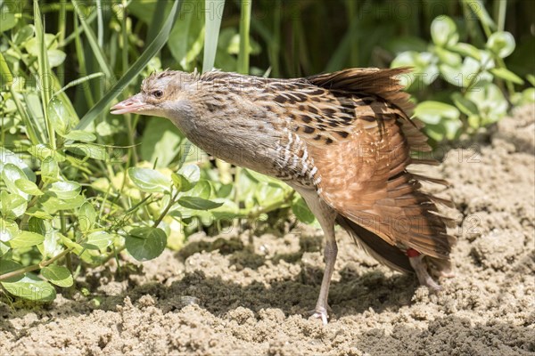 A captive bread Corncrake