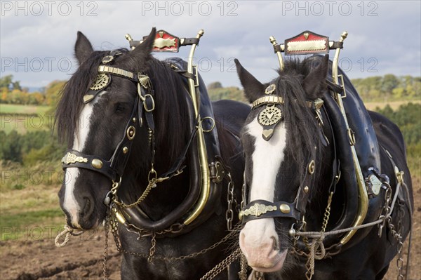 Cold-blooded horses