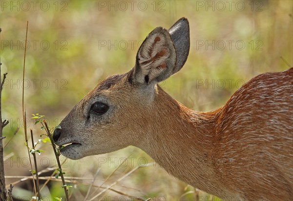 Sharpe's sharpe's grysbok