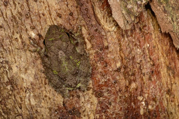 Adult tubercle shrub frog