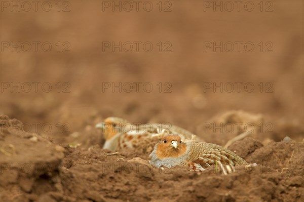 Grey gray partridge