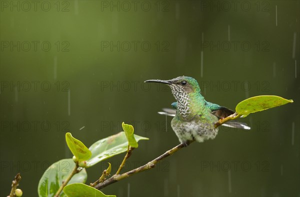 Green-crowned Hummingbird