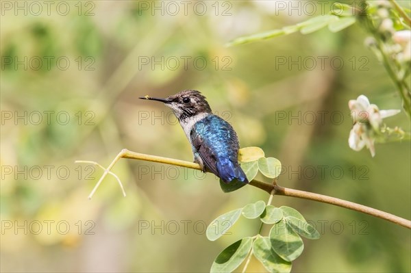 Bee Hummingbird