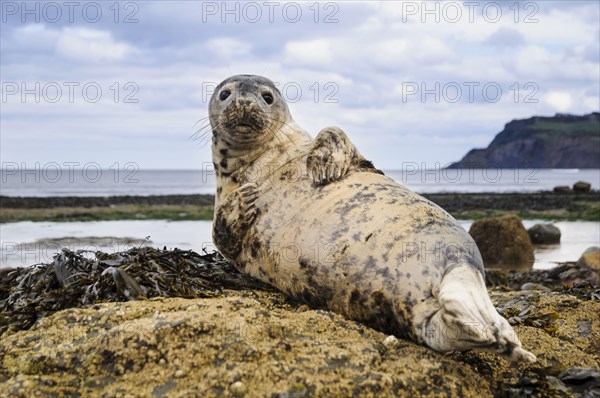 Grey seal