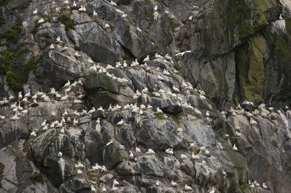 Northern Gannet