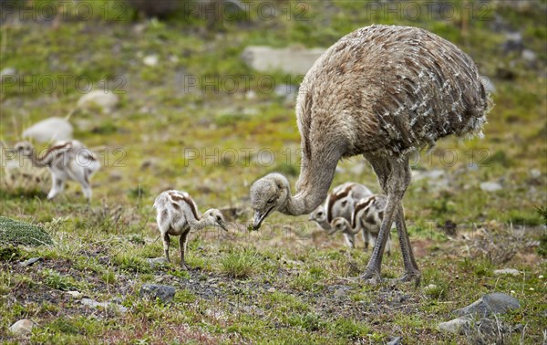 Lesser darwin's rhea