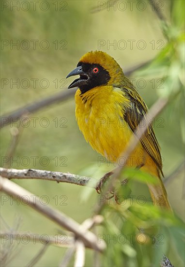 Southern masked weaver