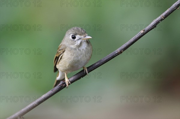 Asian Brown Flycatcher