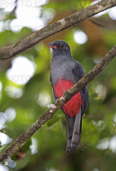 Slaty-tailed Trogon