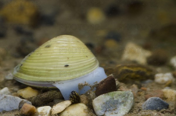 Asiatic Clam