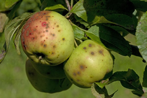 Apples heavily infested with apple scab