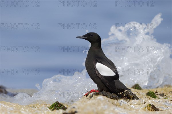 Black Guillemot