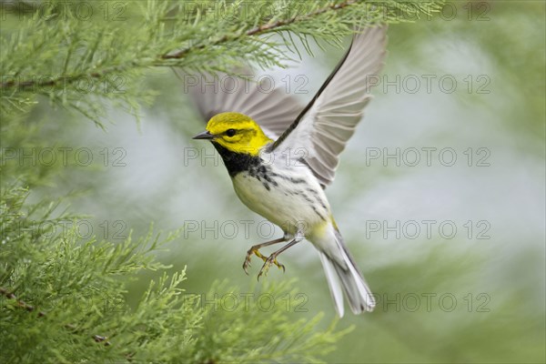 Black-throated Green Warbler