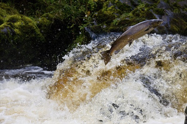 Atlantic salmon