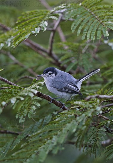 Tropical gnatcatcher