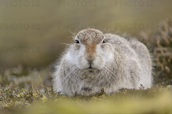 Mountain hare