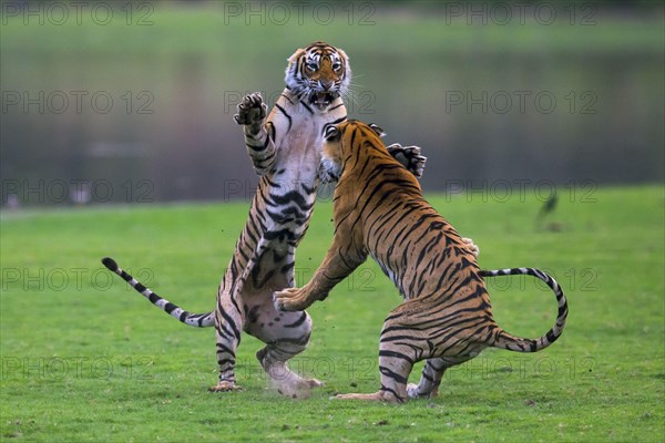 Indian Tiger