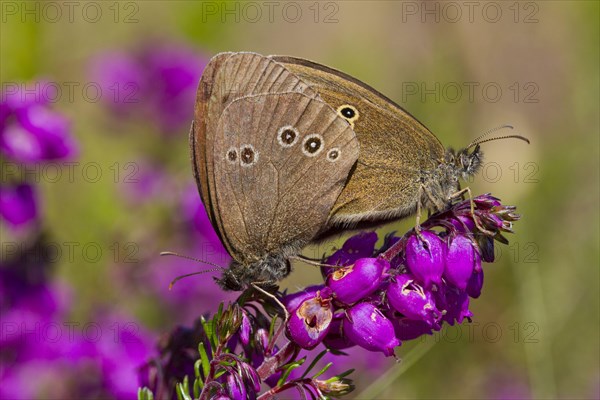 Ringlet