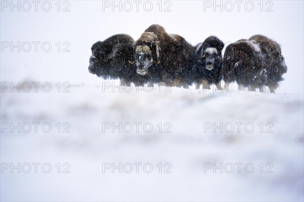 Musk oxes