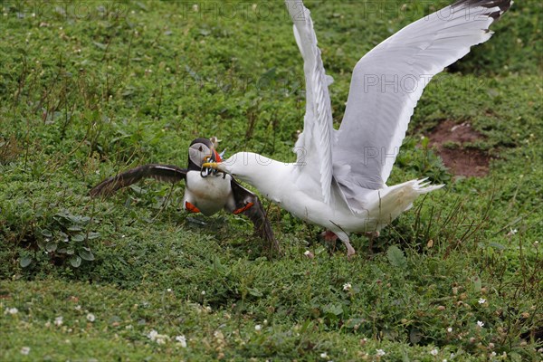 European european herring gull