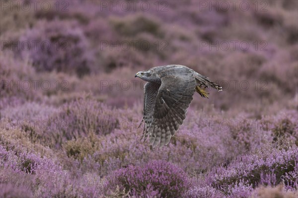 Northern northern goshawk