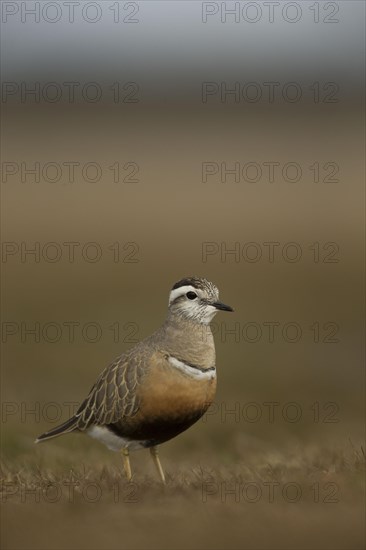 Dotterel Female