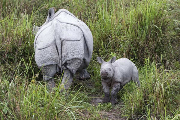 Indian rhinoceros