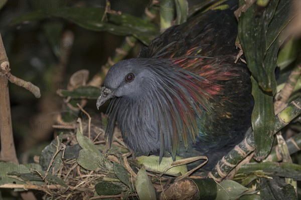 Nicobar Pigeon