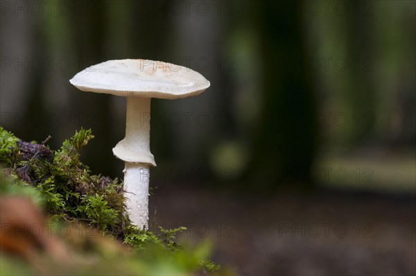 A false deathcap