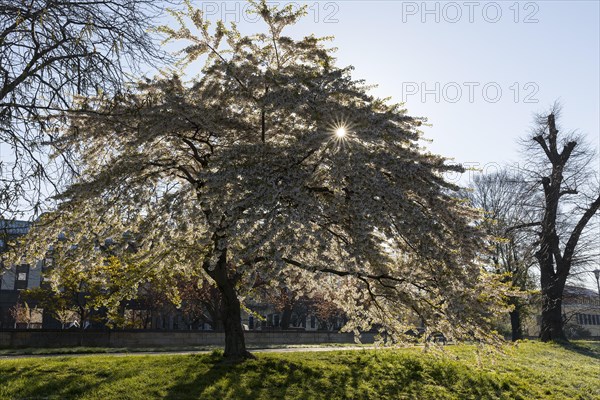 Blossoming cherry tree with sun on the Neustaedter Ufer